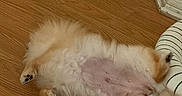 Peaches is registered to the contest to win money with this photo: dog, fluffy, lying_down, belly_up, wooden_floor, towel, striped_cushion, pet, indoor, relaxed, cute, fur, paws, cozy, domestic, animal, resting, sleeping, companion, home