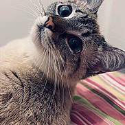 Cuby participe au concours pour gagner de l'argent avec cette photo : cat, blue_eyes, whiskers, fur, pet, close_up, striped_fabric, curious, indoor, animal, mammal, face, ears, nose, portrait, cute, feline, lying_down, soft_fur, domestic_cat