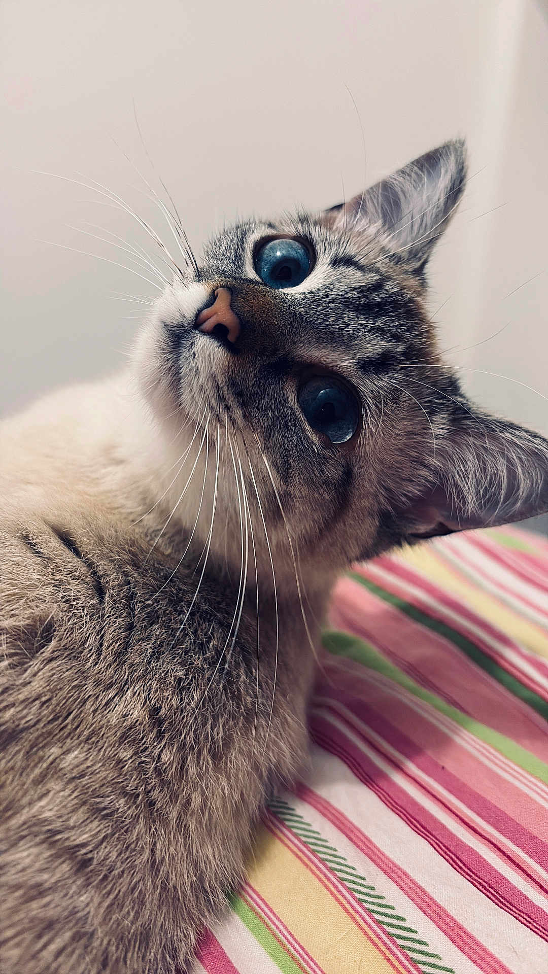 Cuby participe au concours pour gagner de l'argent avec cette photo : cat, blue_eyes, whiskers, fur, pet, close_up, striped_fabric, curious, indoor, animal, mammal, face, ears, nose, portrait, cute, feline, lying_down, soft_fur, domestic_cat