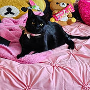 Nero joined the competition — help win amazing prizes! black_cat, yellow_eyes, pink_bedspread, stuffed_animals, plush_toys, bear_plush, pink_blanket, soft_texture, indoor, pet, collar, relaxed, cute, cozy, bed, animal, feline, domestic_cat, resting, toy