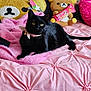 black_cat, yellow_eyes, pink_bedspread, stuffed_animals, plush_toys, bear_plush, pink_blanket, soft_texture, indoor, pet, collar, relaxed, cute, cozy, bed, animal, feline, domestic_cat, resting, toy