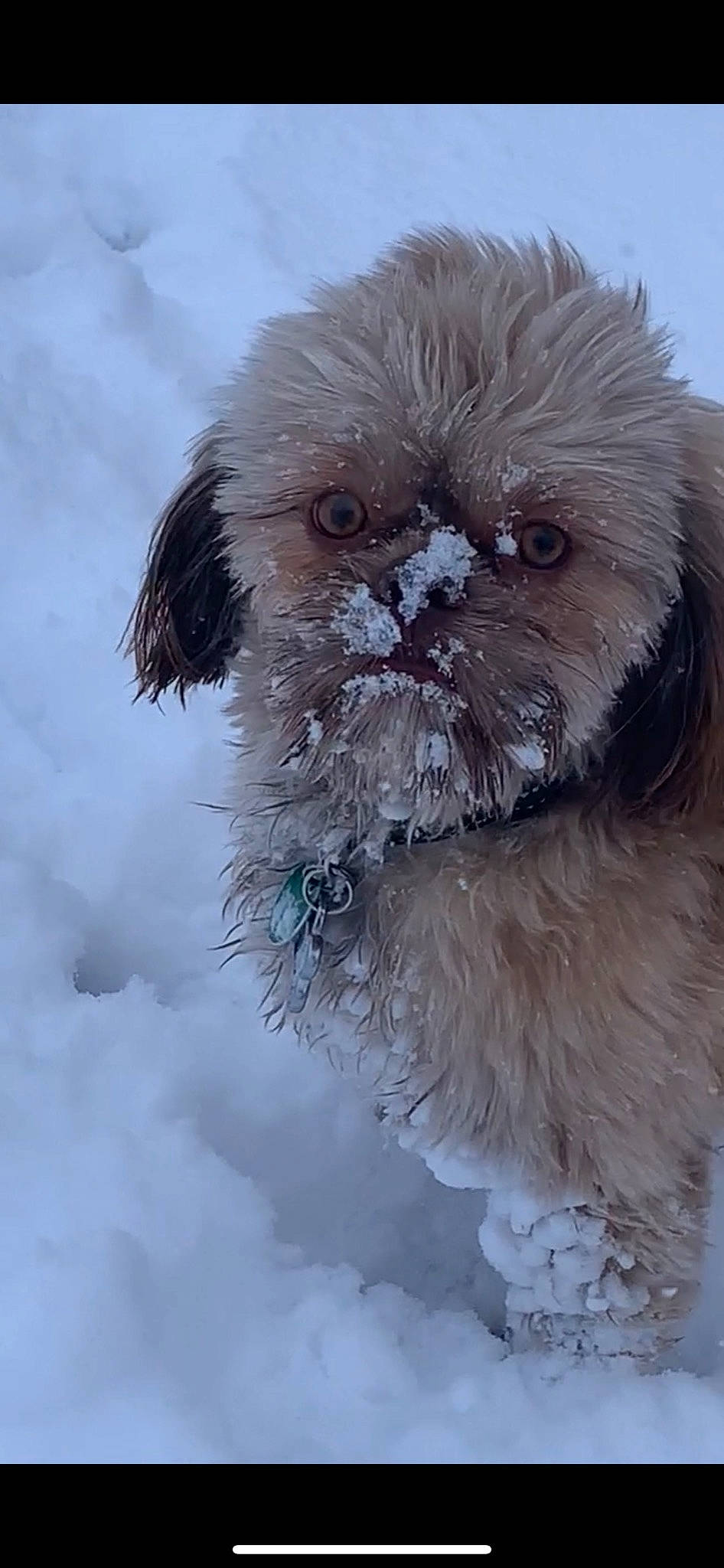 Cooper Prince is registered to the contest to win money with this photo: canidae, carnivore, collar, companion_dog, dog, dog_breed, fawn, freezing, fur, non_sporting_group, puppy, snout, snow, toy_dog, vertebrate, winter, working_animal