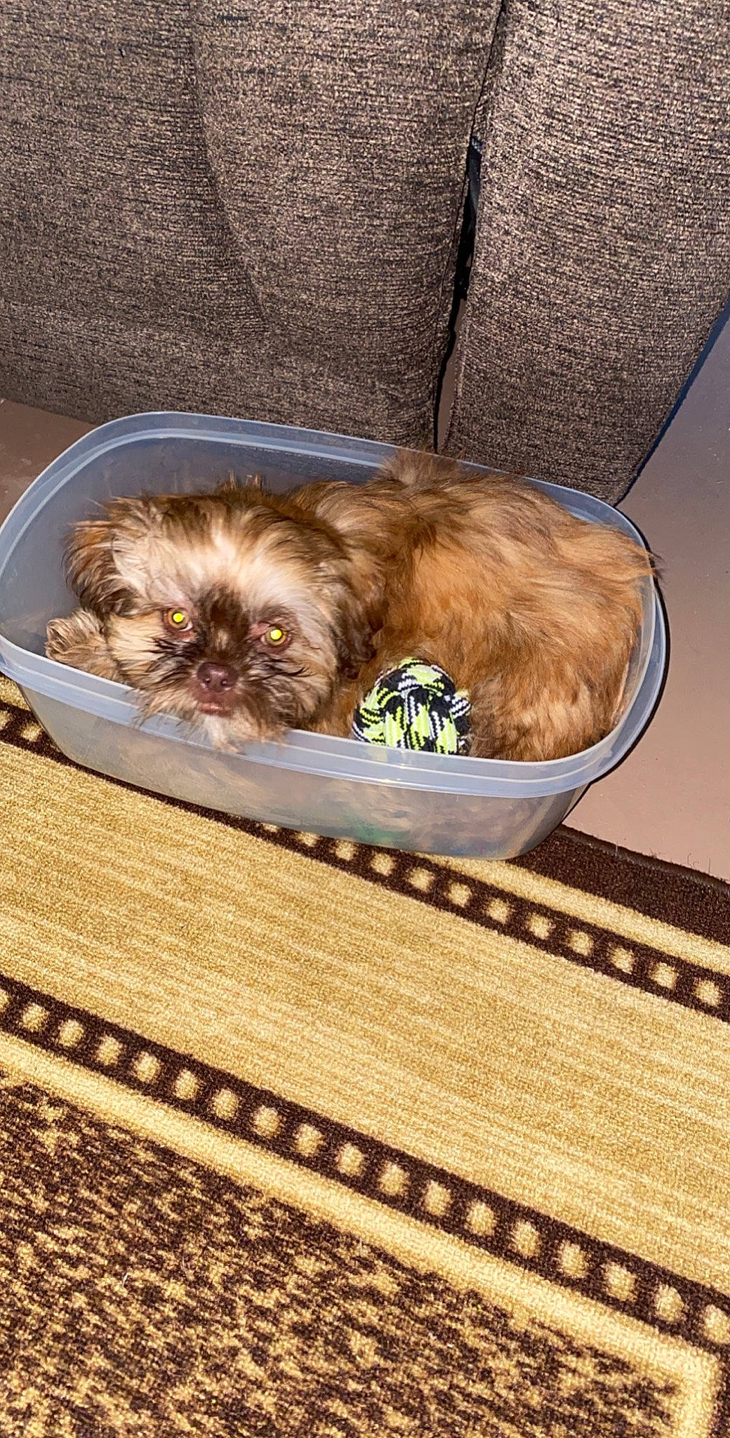 Cooper Prince is registered to the contest to win money with this photo: brown, canidae, carnivore, companion_dog, dog, dog_breed, fawn, fur, home_accessories, japanese_chin, liver, mat, non_sporting_group, pekingese, pet_supply, puppy, rug, snout, toy_dog, working_animal