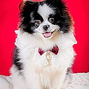 Lady participe au concours pour gagner de l'argent avec cette photo : dog, black_and_white, fluffy, pet, portrait, collar, bow, lace, pearl, smiling, cute, furry, indoor, red_background, holiday, decor, ornament, white_blanket, small_dog, happy