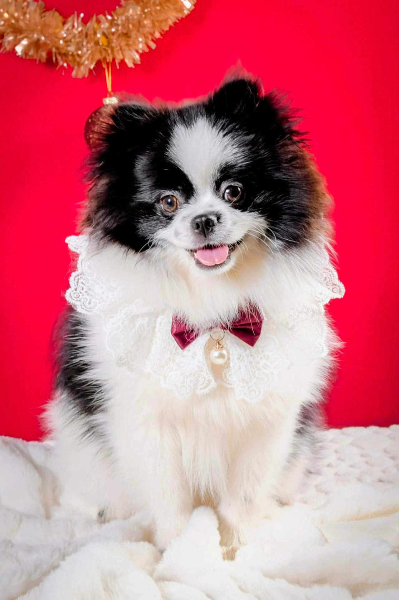 Lady participe au concours pour gagner de l'argent avec cette photo : dog, black_and_white, fluffy, pet, portrait, collar, bow, lace, pearl, smiling, cute, furry, indoor, red_background, holiday, decor, ornament, white_blanket, small_dog, happy