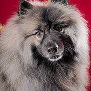 Baloo participe au concours pour gagner de l'argent avec cette photo : dog, fluffy, portrait, closeup, animal, pet, furry, cute, face, ears, nose, whiskers, fur, studio, red_background, looking, mammal, domestic_animal, canine, adorable