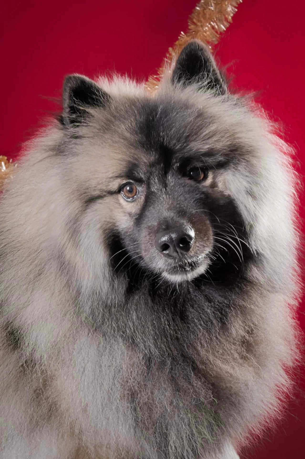 Baloo participe au concours pour gagner de l'argent avec cette photo : dog, fluffy, portrait, closeup, animal, pet, furry, cute, face, ears, nose, whiskers, fur, studio, red_background, looking, mammal, domestic_animal, canine, adorable