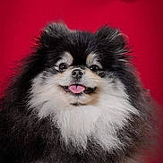 Anouchka participe au concours pour gagner de l'argent avec cette photo : dog, pomeranian, fluffy, black_and_white, pet, tongue_out, smiling, holiday, christmas, ornament, red_background, cute, portrait, furry, animal, indoors, decor, festive, happy, close_up