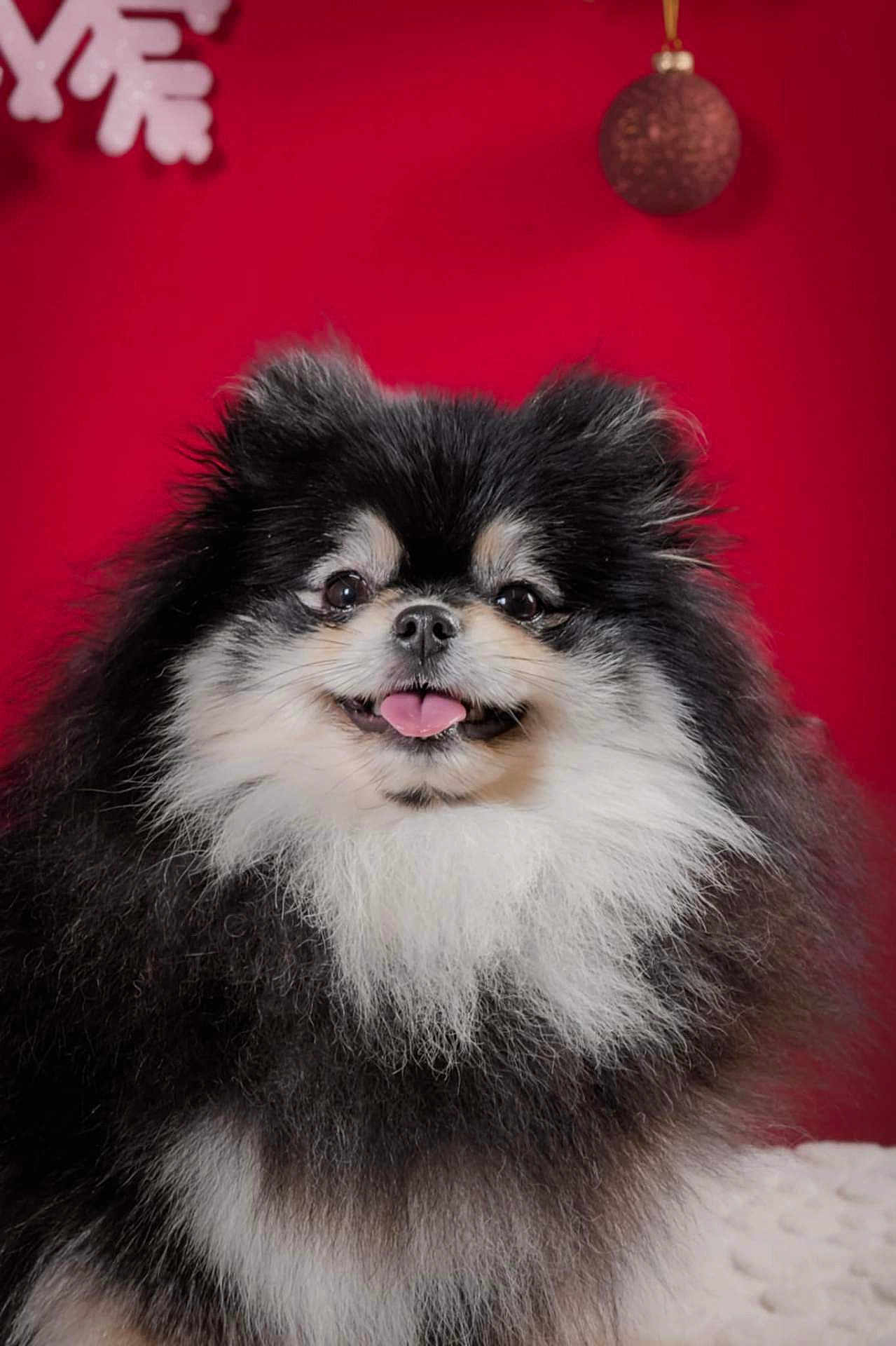 Anouchka participe au concours pour gagner de l'argent avec cette photo : dog, pomeranian, fluffy, black_and_white, pet, tongue_out, smiling, holiday, christmas, ornament, red_background, cute, portrait, furry, animal, indoors, decor, festive, happy, close_up
