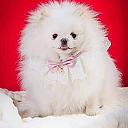 Vanina participe au concours pour gagner de l'argent avec cette photo : dog, pomeranian, fluffy, white, pet, cute, portrait, bow, lace, collar, red_background, blanket, fur, small_dog, animal, tongue_out, indoors, adorable, sitting, soft