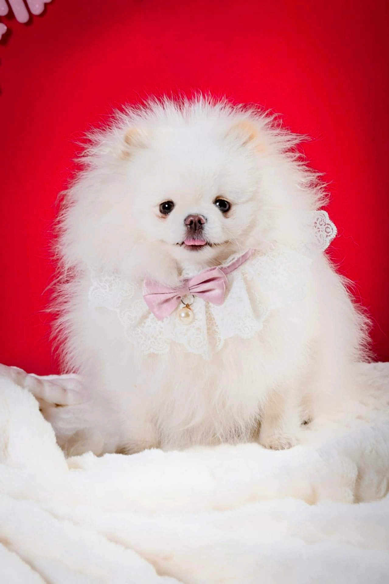 Vanina participe au concours pour gagner de l'argent avec cette photo : dog, pomeranian, fluffy, white, pet, cute, portrait, bow, lace, collar, red_background, blanket, fur, small_dog, animal, tongue_out, indoors, adorable, sitting, soft