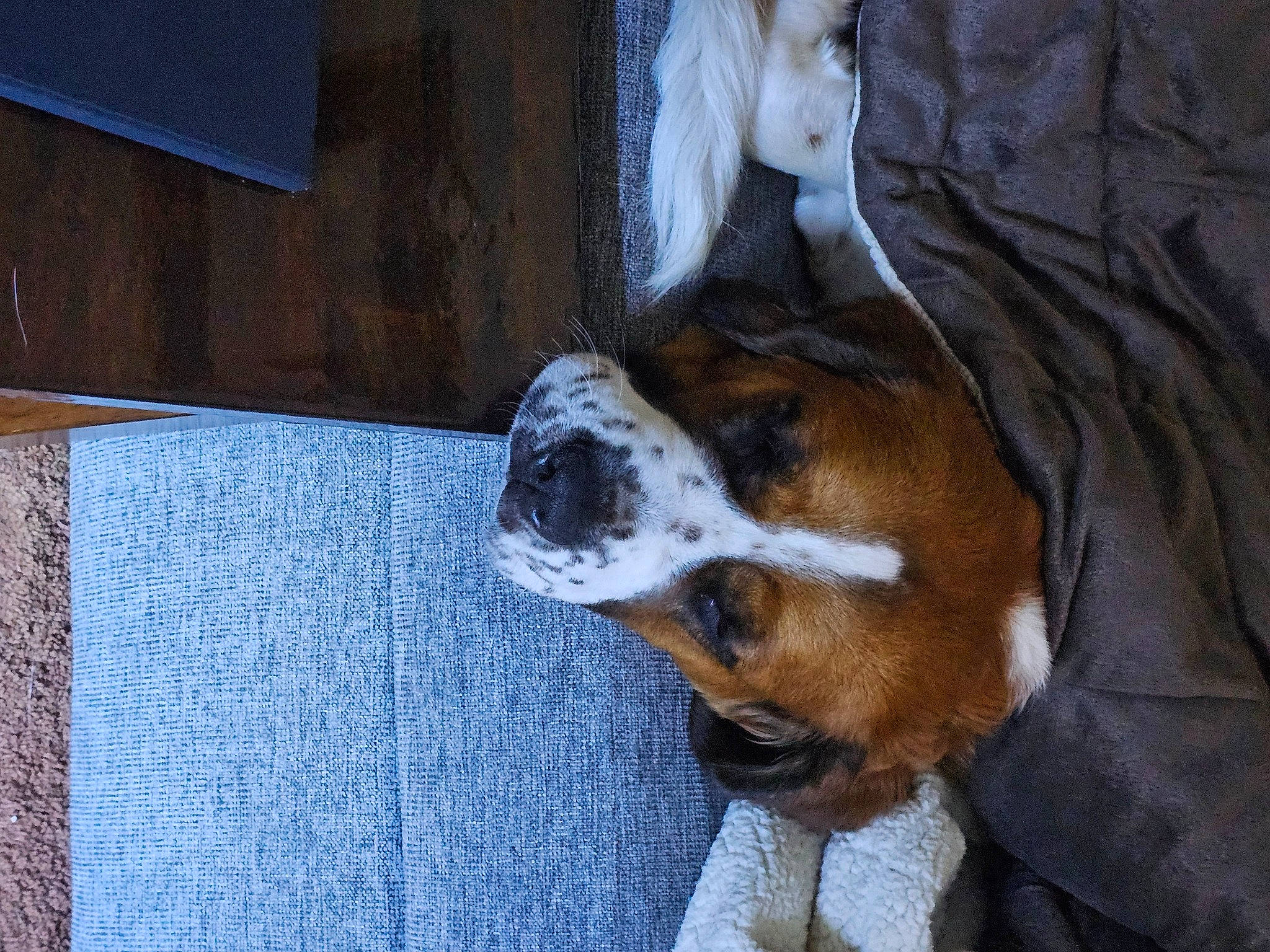 Freckles is registered to the contest to win money with this photo: bored, canidae, carnivore, collar, comfort, companion_dog, dog, dog_breed, dog_supply, fawn, fur, hardwood, nap, pet_supply, snout, sporting_group, terrestrial_animal, whiskers, wood, working_animal