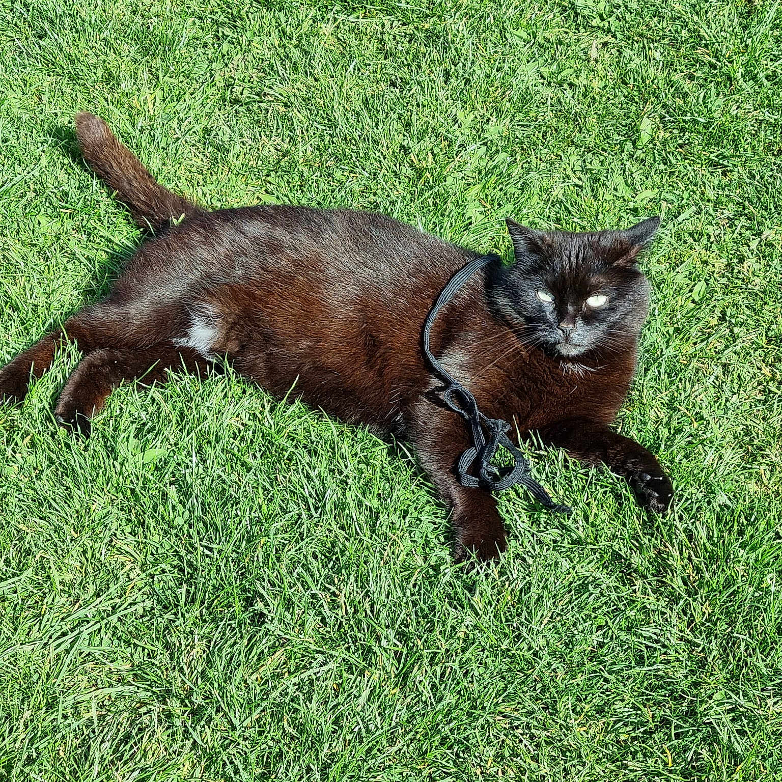 Sheba