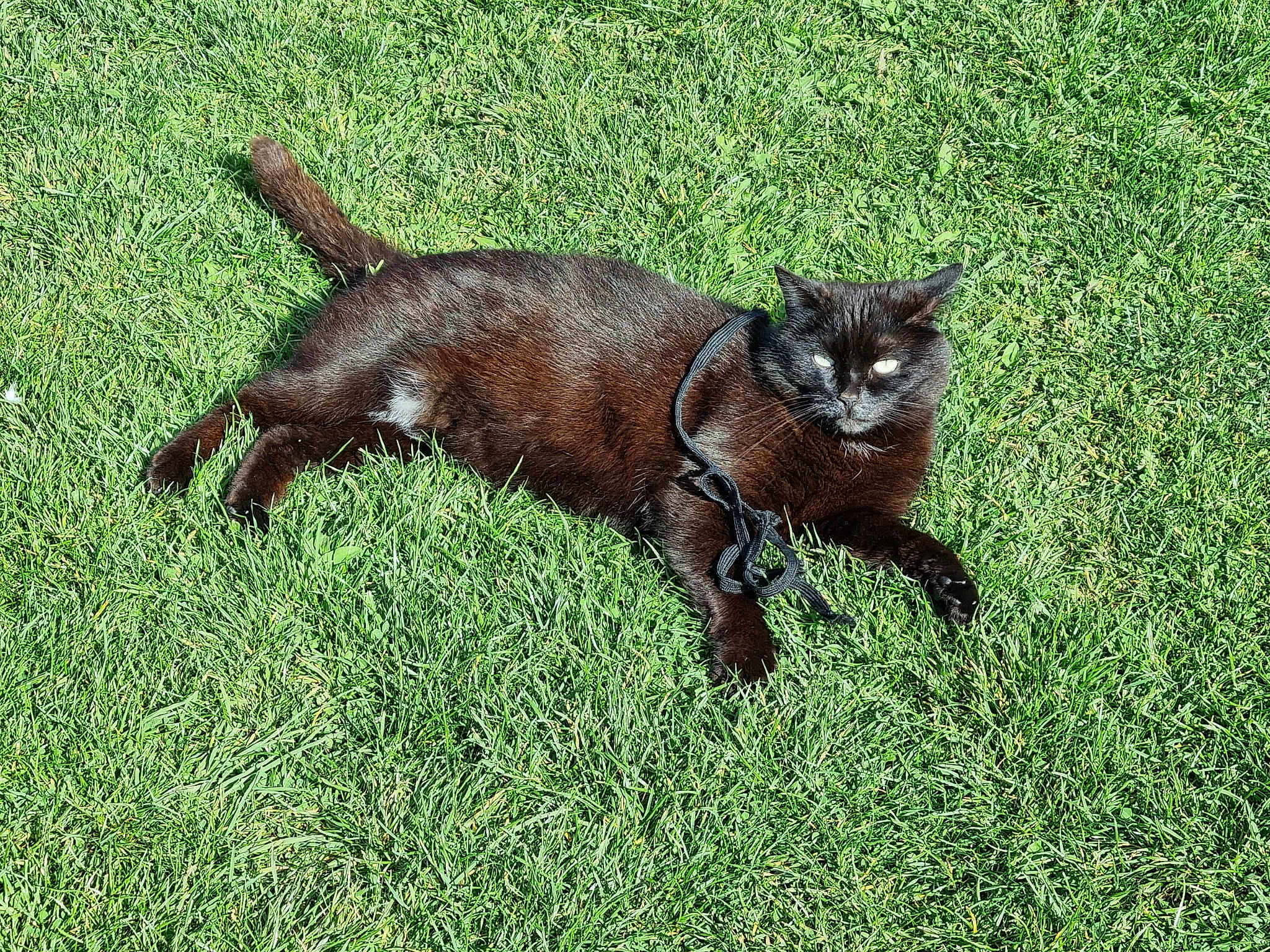 Sheba