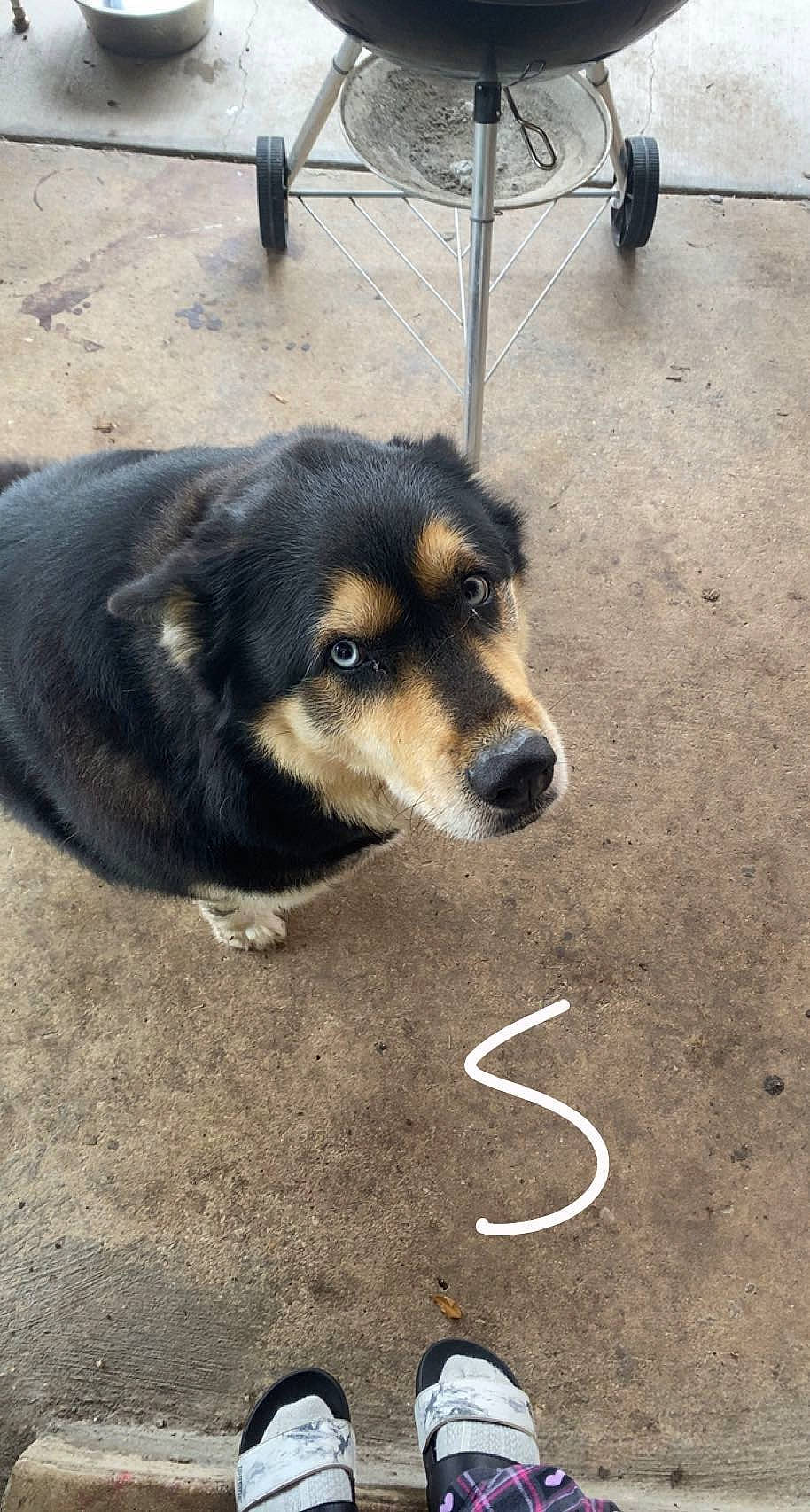 Max joined the competition — help win amazing prizes! asphalt, automotive_tire, automotive_wheel_system, canidae, carnivore, companion_dog, dog, dog_breed, fur, handwriting, road, road_surface, sidewalk, soil, sporting_group, street_dog, tire, wheel, working_animal, working_dog