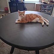 Que is registered to the contest to win money with this photo: cat, orange_cat, white_cat, table, round_table, carpet, cabinet, window, box, indoor, pet, feline, looking, relaxed, home, natural_light, furniture, curious, domestic, animal