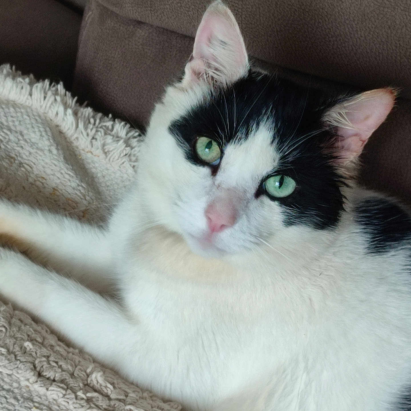 Guss participe au concours pour gagner de l'argent avec cette photo : abyssinian, angora, animal, architecture, armchair, blanket, building, cat, chair, couch, furniture, homedecor, indoors, kitten, livingroom, manx, pet, room, siamese