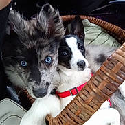 Osolobo And Chico is registered to the contest to win money with this photo: accessories, animal, basket, canine, cockerspaniel, collie, couch, dog, eskimodog, furniture, hound, husky, machine, papillon, pet, puppy, spoke, strap, terrier, whitedog