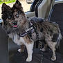 dog, service_dog, blue_eyes, merle_coat, fluffy, pet, animal, leash, car_interior, seat, happy, alert, standing, canine, companion, domestic_animal, vehicle, window, outdoor, sunlight
