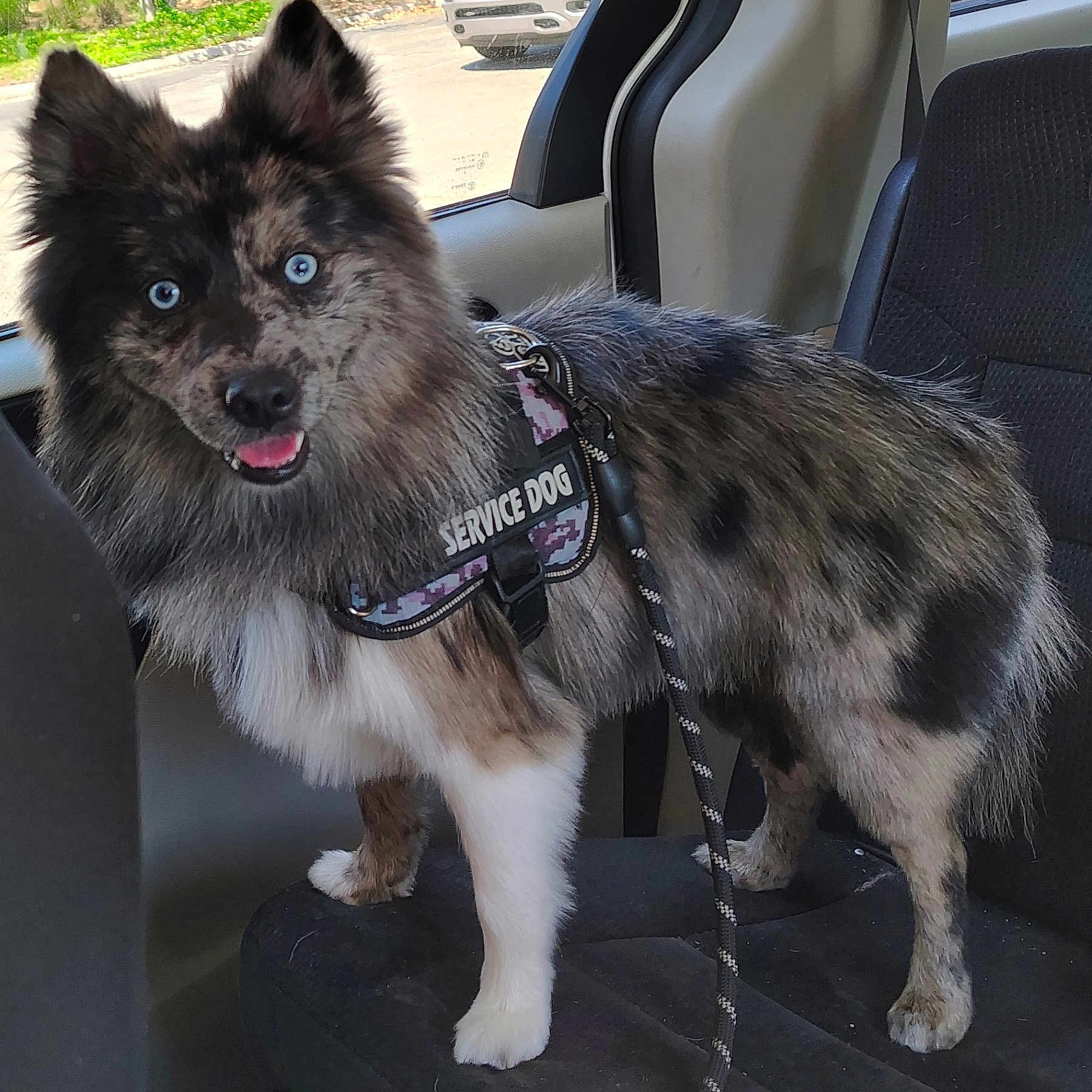 Osolobo joined the competition — help win amazing prizes! alert, animal, blue_eyes, canine, car_interior, companion, dog, domestic_animal, fluffy, happy, leash, merle_coat, outdoor, pet, seat, service_dog, standing, sunlight, vehicle, window
