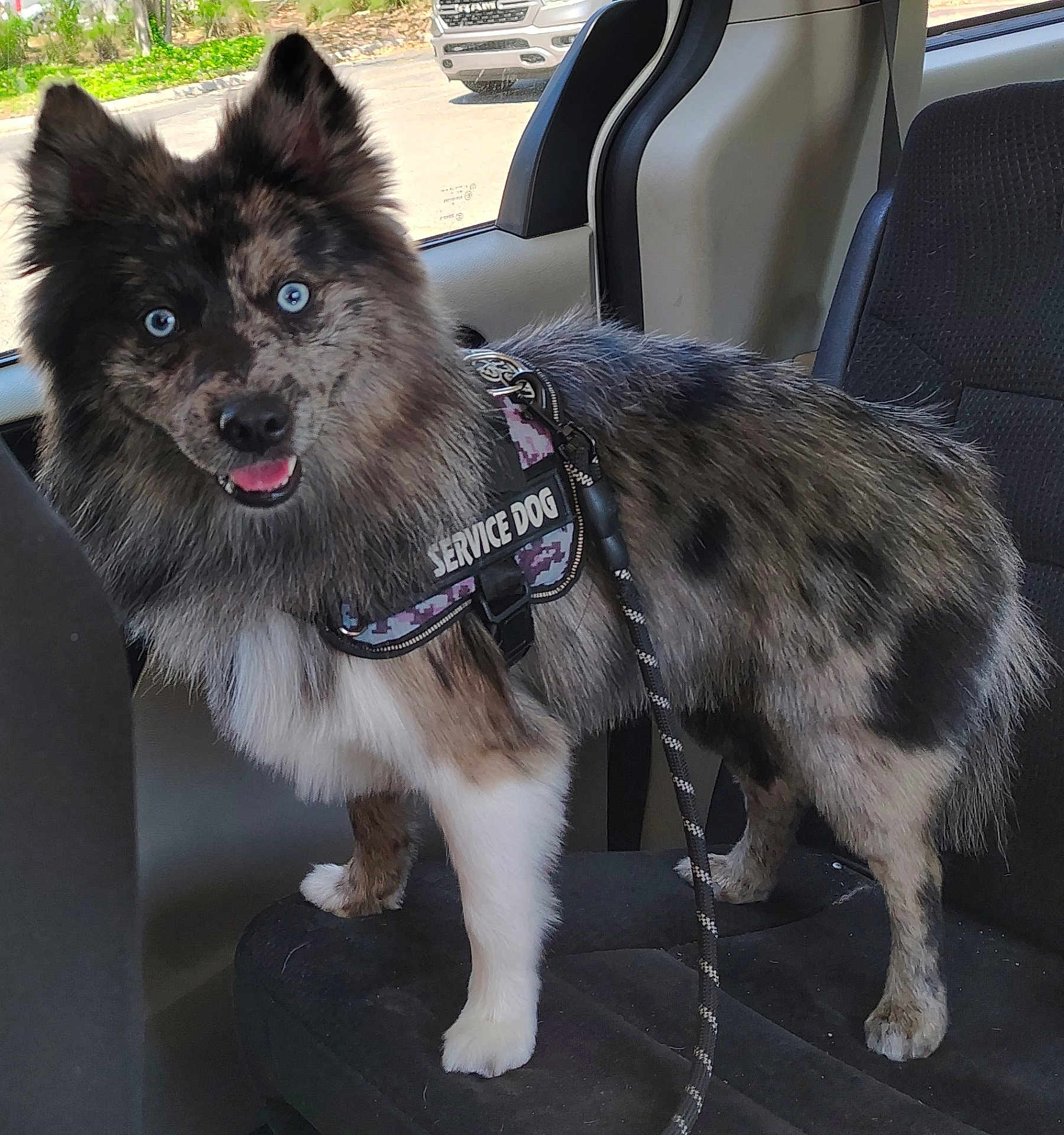 Osolobo joined the competition — help win amazing prizes! dog, service_dog, blue_eyes, merle_coat, fluffy, pet, animal, leash, car_interior, seat, happy, alert, standing, canine, companion, domestic_animal, vehicle, window, outdoor, sunlight