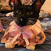 Kichy joined the competition — help win amazing prizes! cat, kitten, black_and_white, pet, indoor, clothing, costume, pink, lace, collar, bell, flower, whiskers, bed, blanket, decor, furniture, cute, animal, portrait