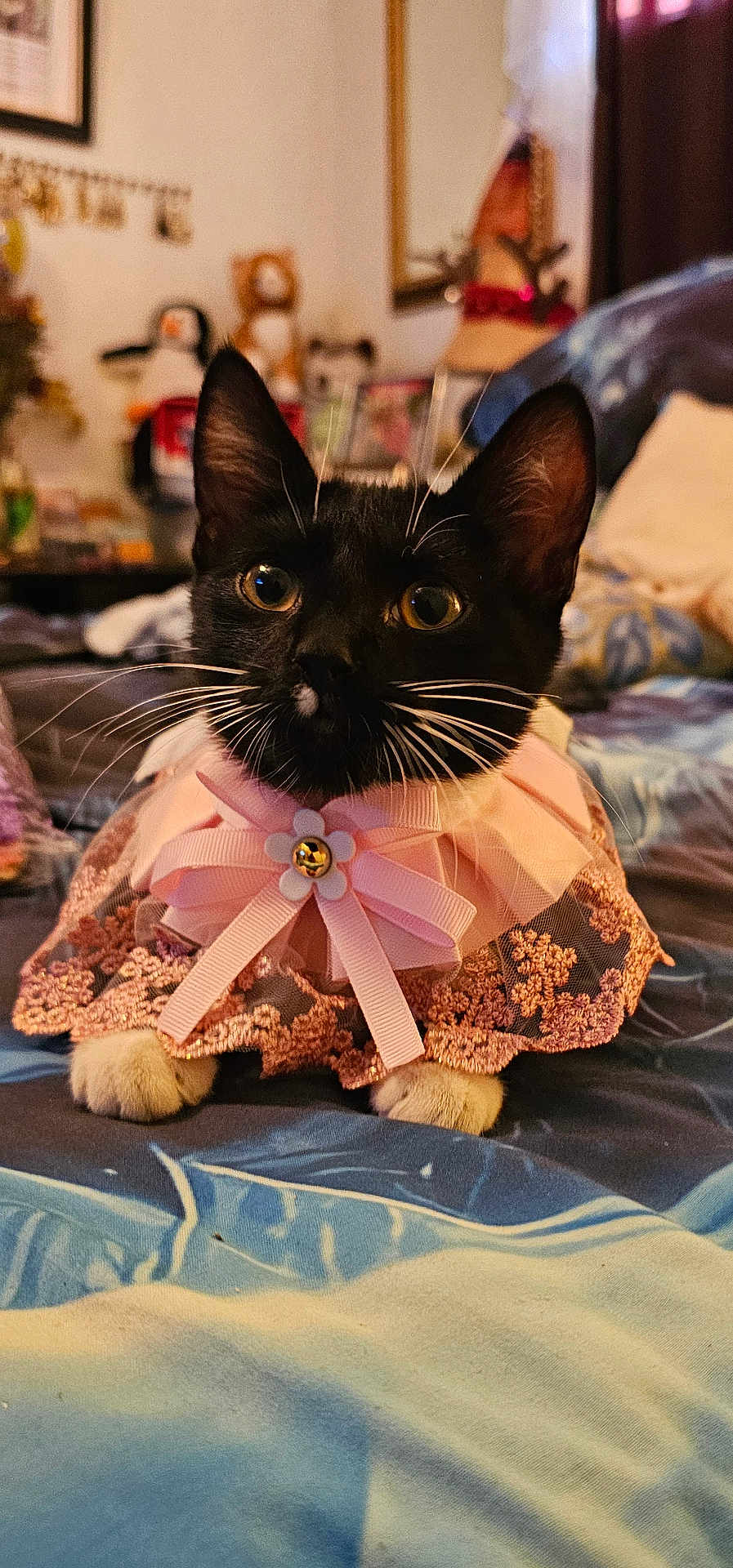 Kichy joined the competition — help win amazing prizes! cat, kitten, black_and_white, pet, indoor, clothing, costume, pink, lace, collar, bell, flower, whiskers, bed, blanket, decor, furniture, cute, animal, portrait