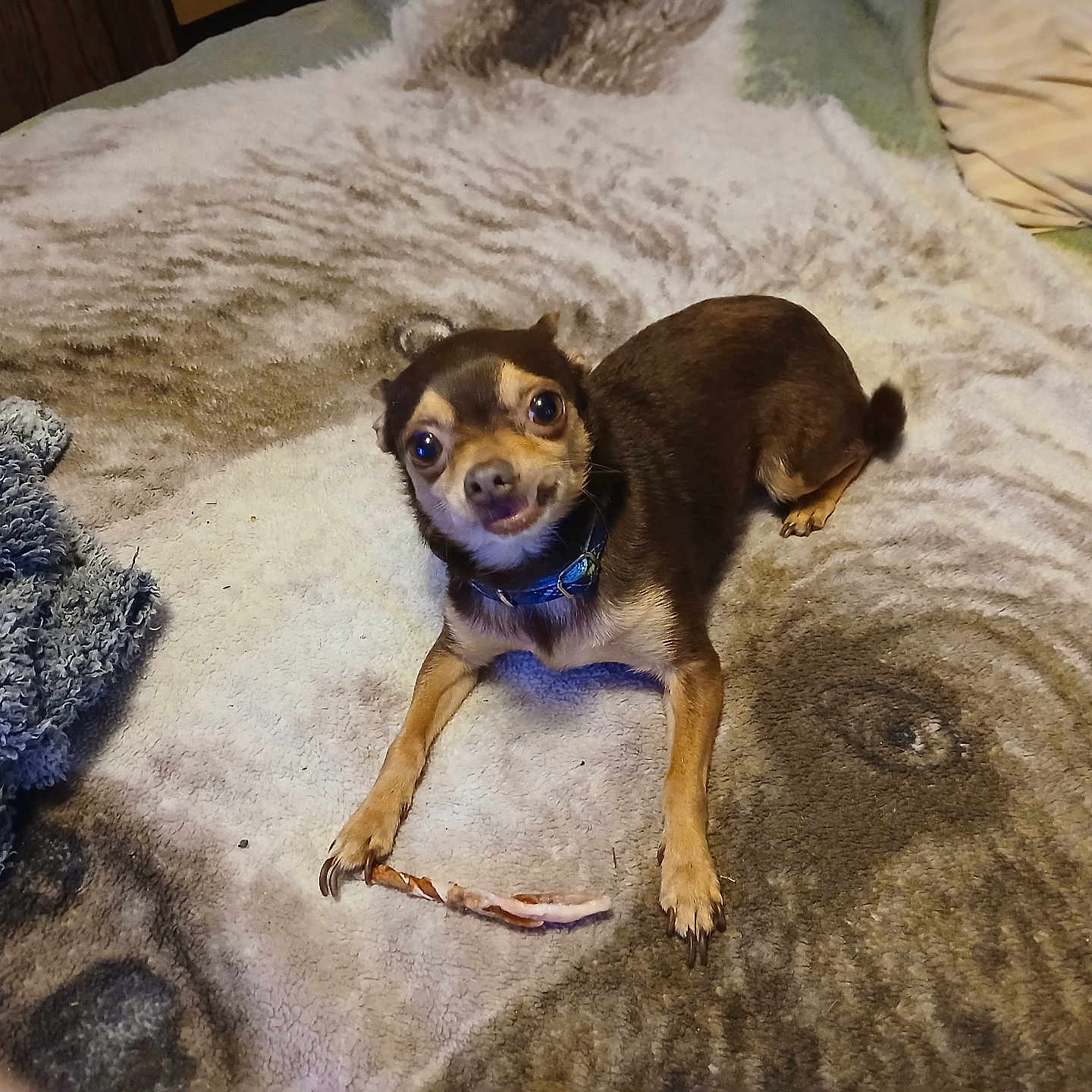 Tupac joined the competition — help win amazing prizes! animal, ball, beagle, bed, bedroom, blanket, canine, chihuahua, couch, cushion, dog, furniture, homedecor, hound, indoors, linen, pet, puppy, room, sport