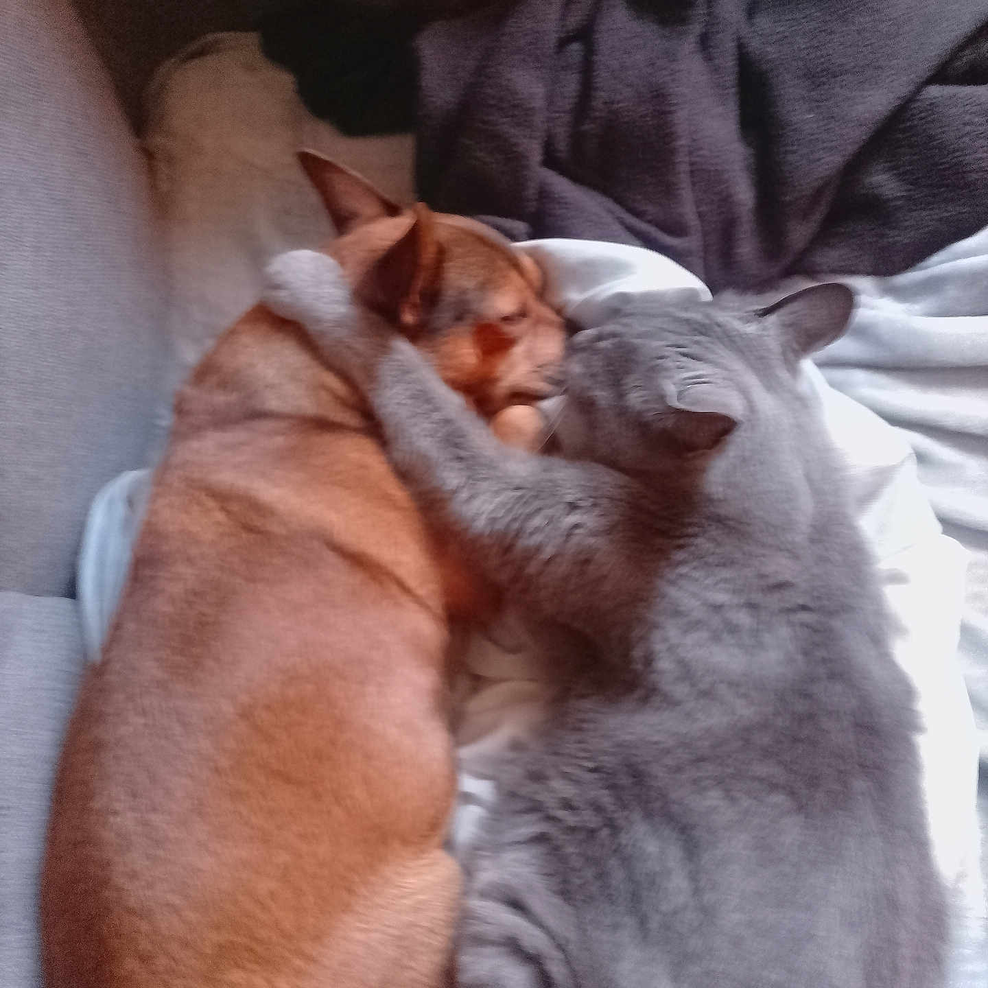 Rusty Et Max participe au concours pour gagner de l'argent avec cette photo : animal, blanket, cat, comfort, companion, couch, cozy, dog, ears, friendship, fur, home, indoor, paw, pet, relaxing, resting, sleepy, snuggling, soft