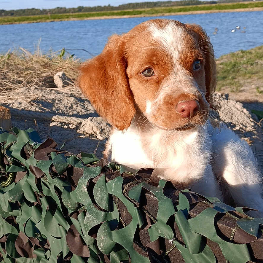 Milo participe au concours pour gagner de l'argent avec cette photo : animal, beach, beagle, camouflage, canine, coast, dog, hound, hunting, military, militaryuniform, nature, outdoors, pet, pointer, puppy, rock, sea, shoreline, water