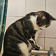 Marsh Mellow joined the competition — help win amazing prizes! cat, tabby, striped, pet, animal, bathtub, faucet, paw, curious, indoor, tile_wall, shower_curtain, bathroom, white, black, gray, fur, sitting, side_view, close_up