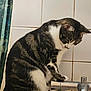 cat, tabby, striped, pet, animal, bathtub, faucet, paw, curious, indoor, tile_wall, shower_curtain, bathroom, white, black, gray, fur, sitting, side_view, close_up