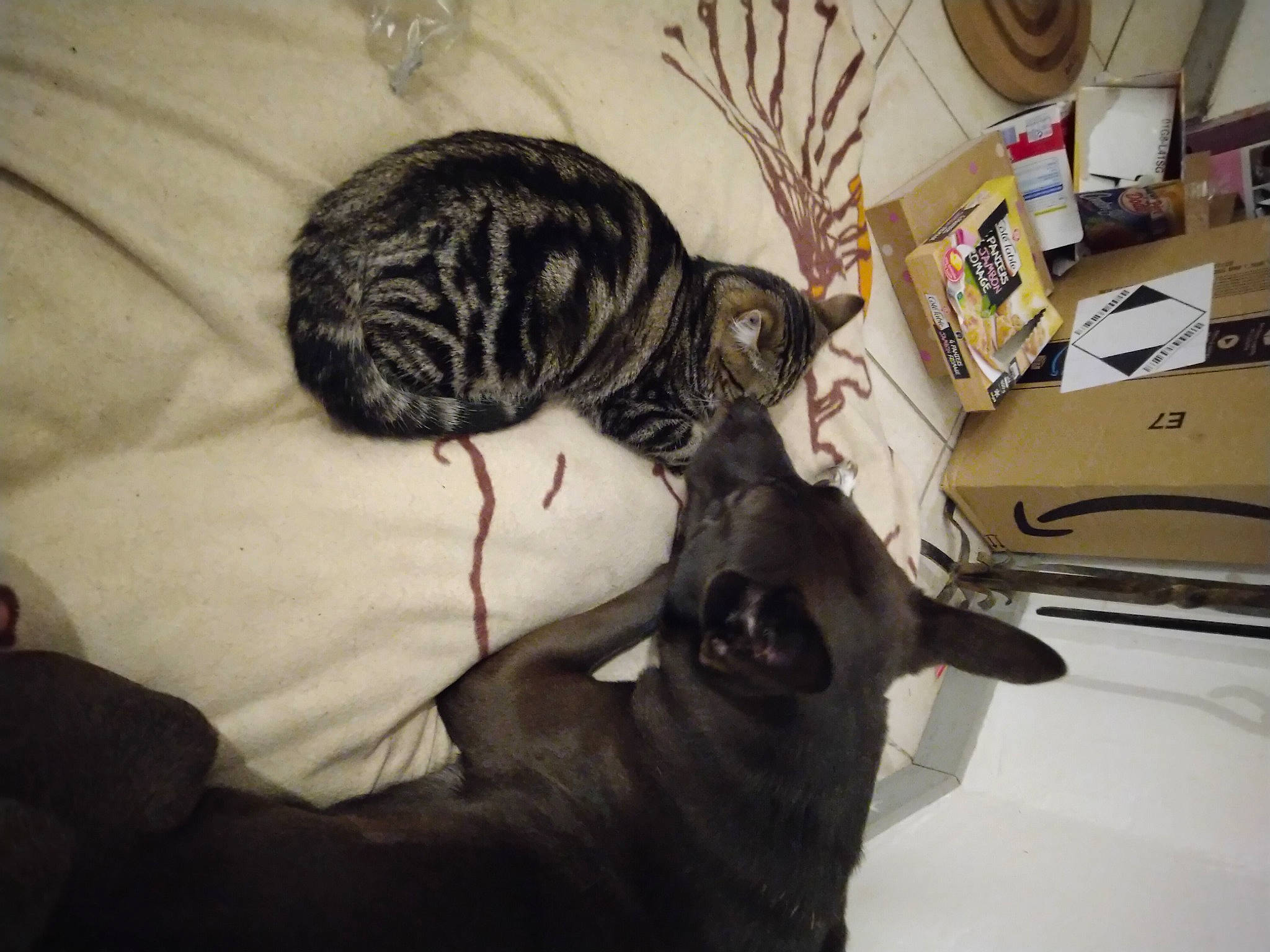 Kovou a rejoint le concours — aidez-le/la à gagner de superbes lots ! canidae, carnivore, cat, claw, comfort, domestic_short_haired_cat, felidae, fur, office_supplies, room, shipping_box, small_to_medium_sized_cats, snout, tail, terrestrial_animal, whiskers