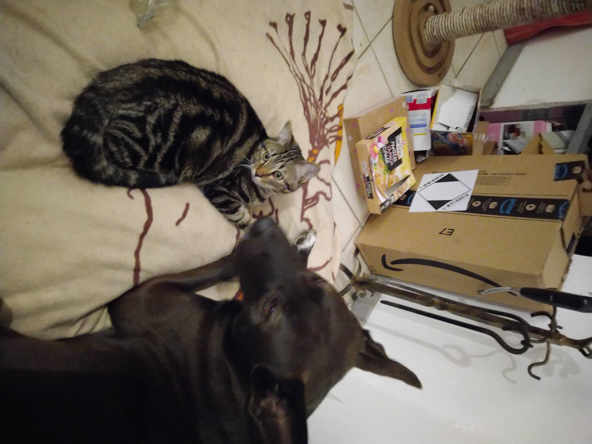 Kovou participe au concours pour gagner de l'argent avec cette photo : black_cat, canidae, carnivore, cat, claw, comfort, domestic_short_haired_cat, felidae, fur, guard_dog, hardwood, mammal, mechanical_fan, room, small_to_medium_sized_cats, sporting_group, tail, terrestrial_animal, whiskers, wood