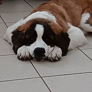 Cooper joined the competition — help win amazing prizes! animal, canine, cat, dog, hound, pet, puppy, saintbernard