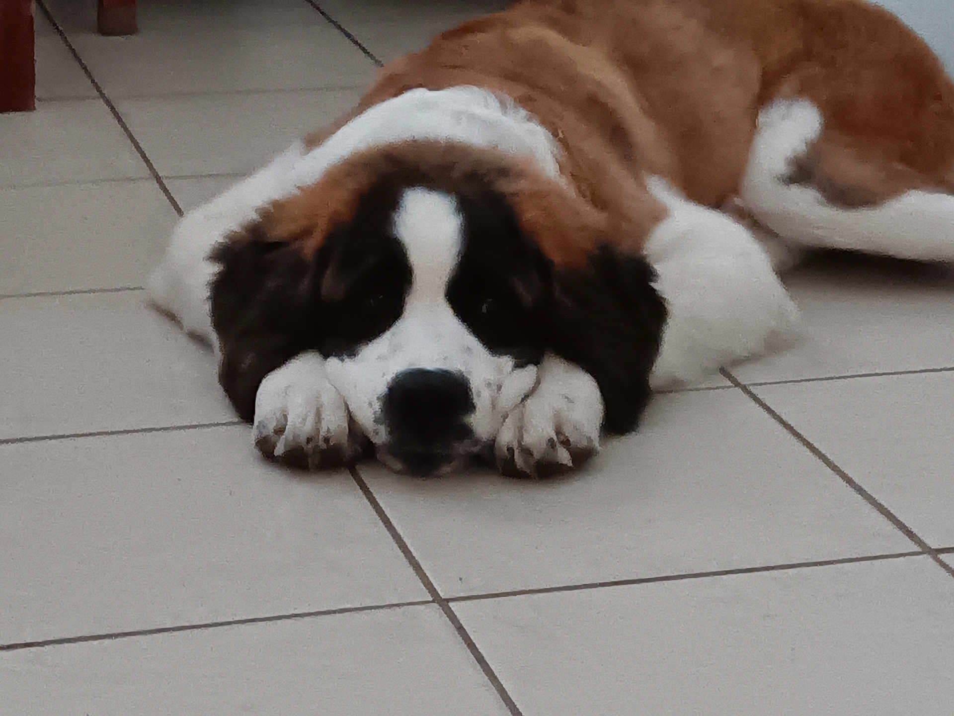 Cooper