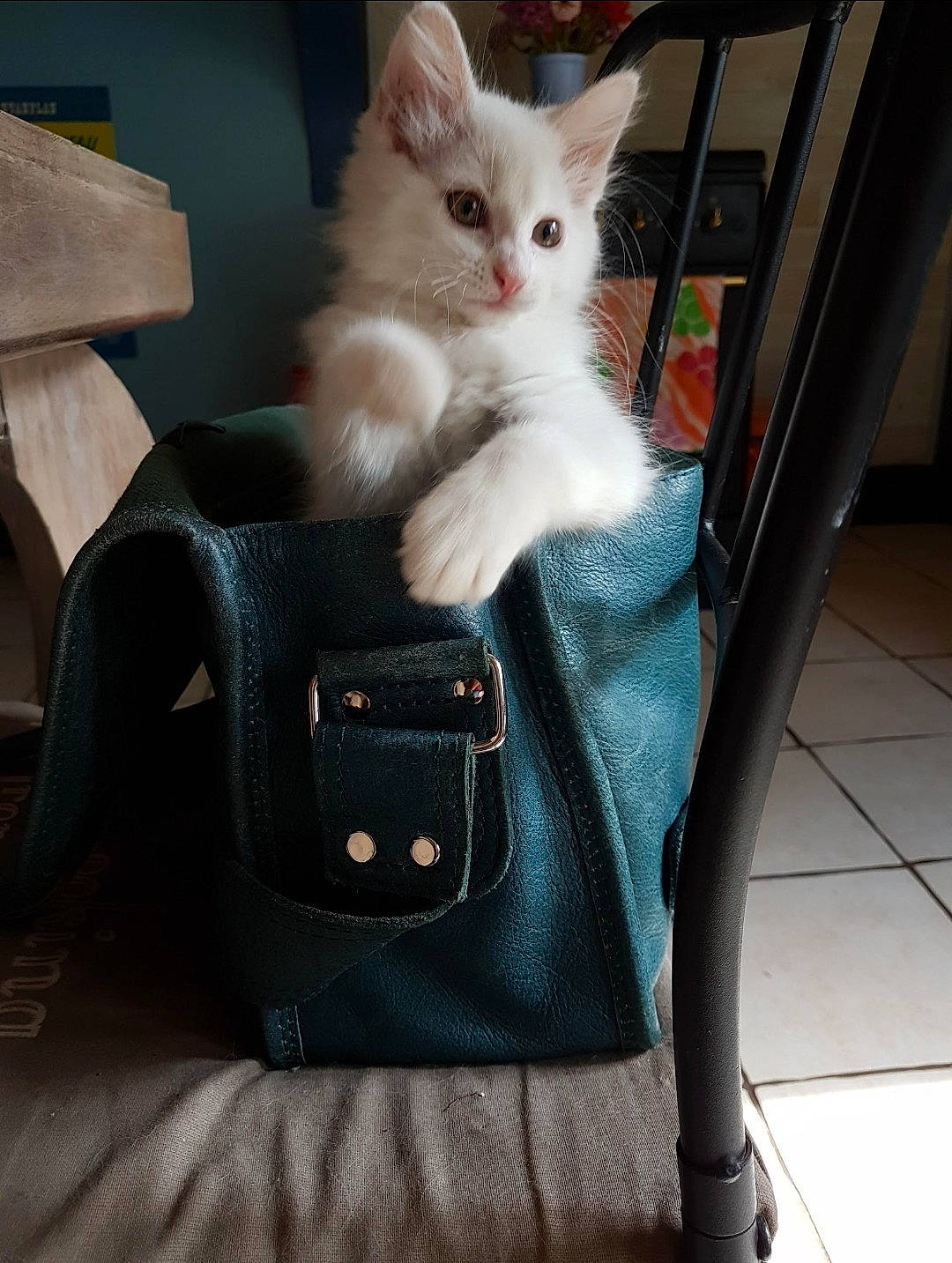 Opium participe au concours pour gagner de l'argent avec cette photo : bag, baggage, carnivore, cat, chair, comfort, denim, fashion_accessory, fawn, felidae, fur, human_leg, luggage_and_bags, metal, small_to_medium_sized_cats, strap, tail, waist, whiskers, wood