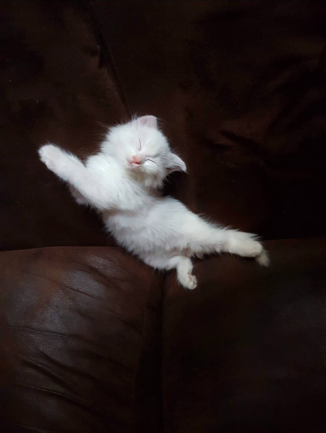 Opium participe au concours pour gagner de l'argent avec cette photo : carnivore, cat, claw, comfort, companion_dog, darkness, felidae, flooring, foot, fur, hardwood, paw, ragdoll, small_to_medium_sized_cats, tail, terrestrial_animal, whiskers, wood