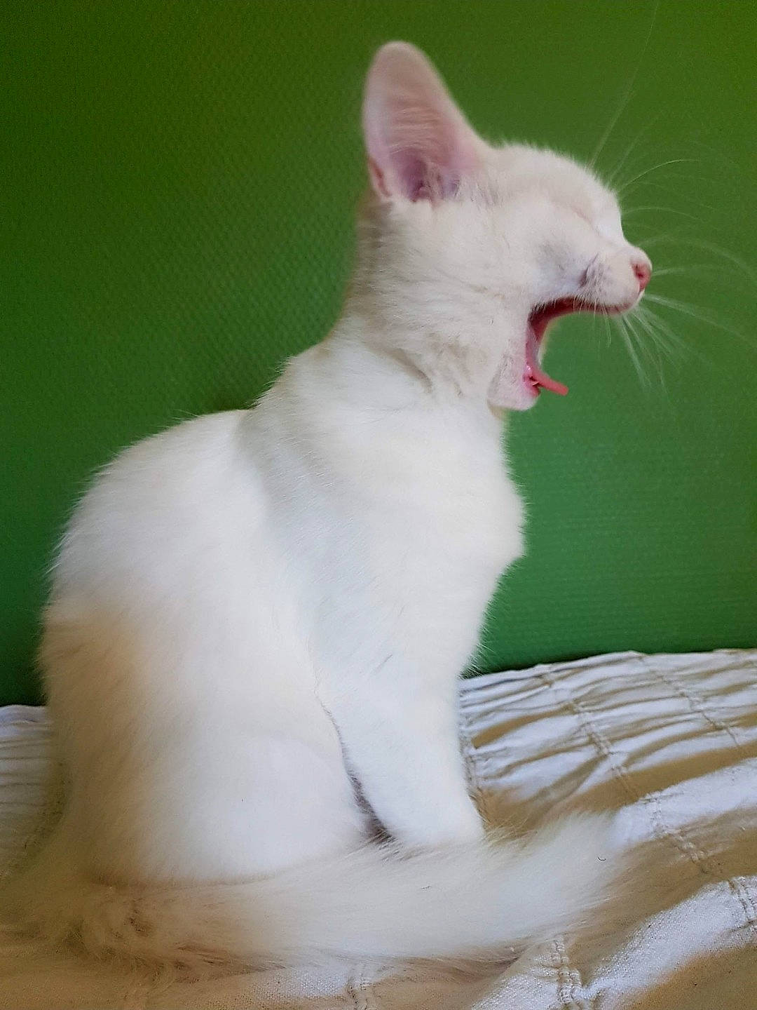 Opium participe au concours pour gagner de l'argent avec cette photo : carnivore, cat, comfort, domestic_short_haired_cat, ear, fang, felidae, foot, fur, paw, small_to_medium_sized_cats, snout, tail, terrestrial_animal, whiskers