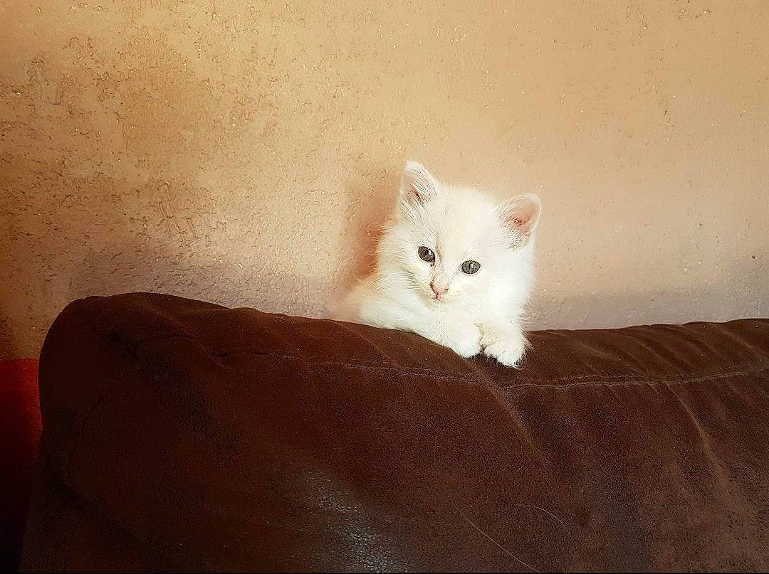 Opium a rejoint le concours — aidez-le/la à gagner de superbes lots ! carnivore, cat, comfort, domestic_short_haired_cat, fawn, felidae, fur, hardwood, paw, room, small_to_medium_sized_cats, snout, tail, terrestrial_animal, whiskers, wood