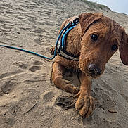 Rusty is registered to the contest to win money with this photo: dog, puppy, sand, beach, wet, curious, leash, driftwood, outdoor, animal, playful, brown, canine, nature, paw, closeup, young, pet, fun, summer