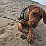 dog, puppy, sand, beach, wet, curious, leash, driftwood, outdoor, animal, playful, brown, canine, nature, paw, closeup, young, pet, fun, summer