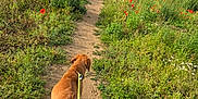 Rusty joined the competition — help win amazing prizes! dog, leash, path, field, wildflowers, poppies, greenery, nature, outdoor, walking, animal, canine, summer, scenery, grass, flora, landscape, sky, clouds, rural