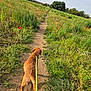 dog, leash, path, field, wildflowers, poppies, greenery, nature, outdoor, walking, animal, canine, summer, scenery, grass, flora, landscape, sky, clouds, rural