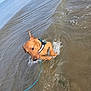 Rusty joined the competition — help win amazing prizes! dog, puppy, water, ocean, wave, leash, wet, playful, beach, outdoor, animal, pet, summer, fun, nature, young, canine, excited, brown, splash