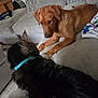 Rusty is registered to the contest to win money with this photo: dog, cat, couch, indoor, pet, furniture, brown_dog, black_cat, collar, curious, animal, home, cozy, carpet, blanket, interaction, friendship, relaxing, fur, paw