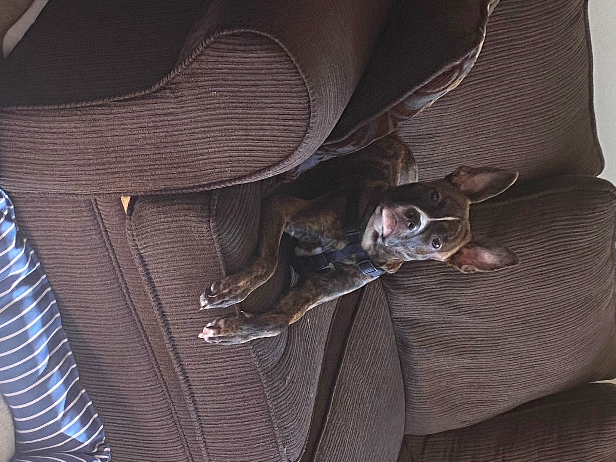 Charlie is registered to the contest to win money with this photo: auto_part, bag, baggage, carmine, carnivore, comfort, denim, dog, electric_blue, eyewear, fashion_accessory, grey, leather, luggage_and_bags, metal, pattern, personal_protective_equipment, sleeve, vehicle_door, wood