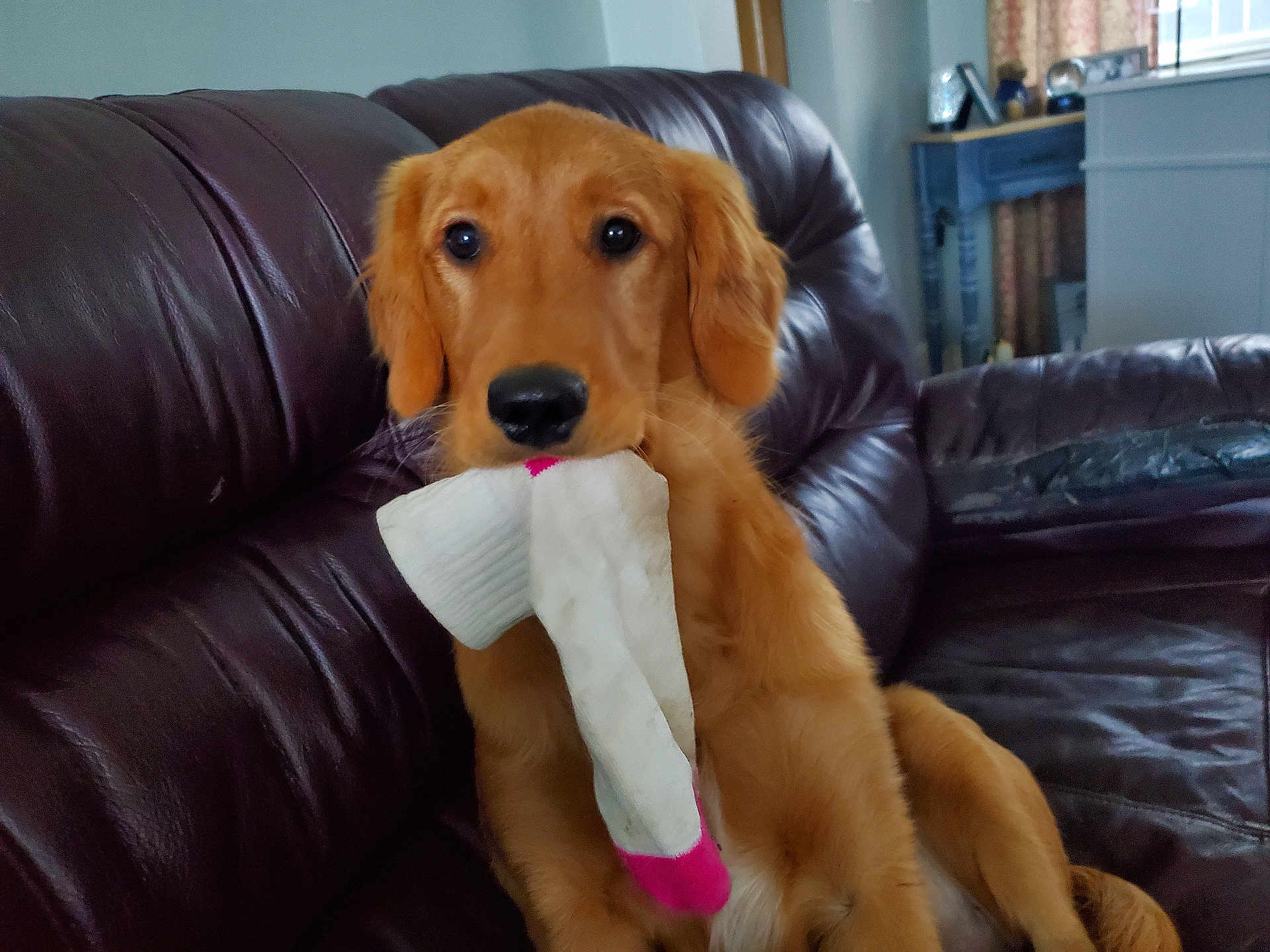 Pretzel joined the competition — help win amazing prizes! animal, brown, couch, cute, dog, domestic_animal, fur, golden_retriever, household, indoor, leather, living_room, mouth, pet, pet_accessory, playful, puppy, sitting, sock, young