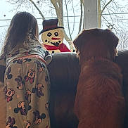 Pretzel is registered to the contest to win money with this photo: animal, back_view, child, child_clothing, couch, cozy, curiosity, decor, dog, furniture, holiday, home, indoor, mickey_mouse, pajamas, pet, snowman, tree, window, winter