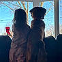animal, back_view, blue_sky, child, collar, companionship, couch, daylight, dog, home, human, indoor, looking_outside, pajamas, pet, quiet, relaxing, silhouette, tree, window